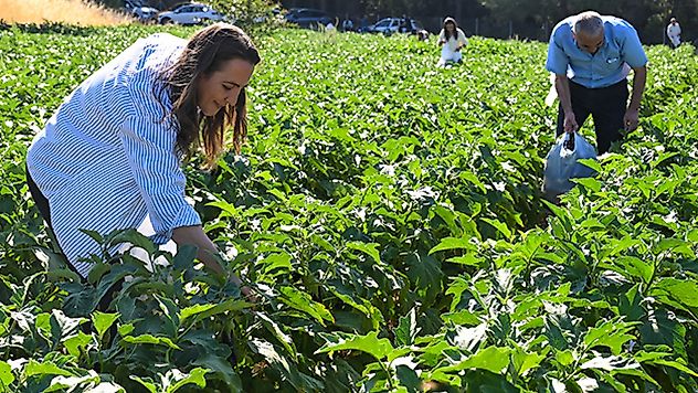 Bornova'da hasat zamanı: Ürünler Kent Market'e gidiyor